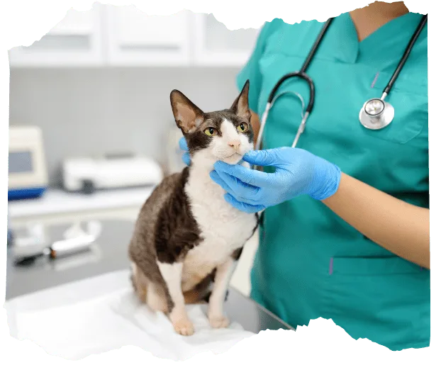 Pomoć s veterinarom